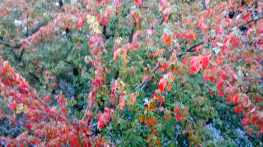 IMG_20161006_092940656 