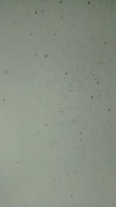 IMG_20161030_095218185 