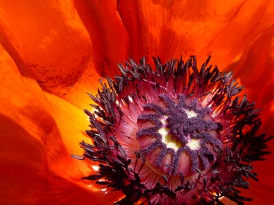 Mohn mohnblume garden