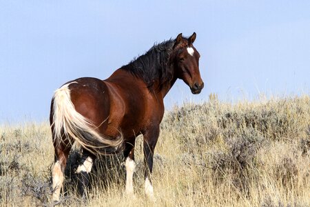 Mustangs horses american wild horses photo