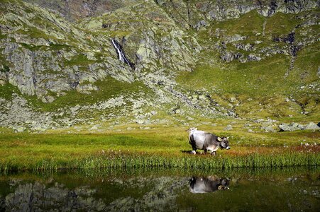 Cattle farm pasture photo