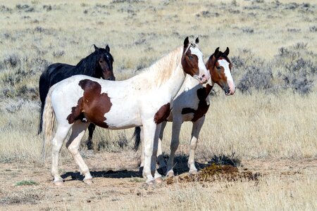 Mustangs horses american wild horses
