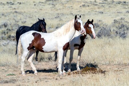 Mustangs horses american wild horses photo