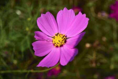 Macro purple petal photo