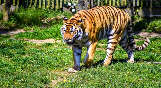 Animals visit holiday