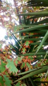 IMG_20161022_145557920 