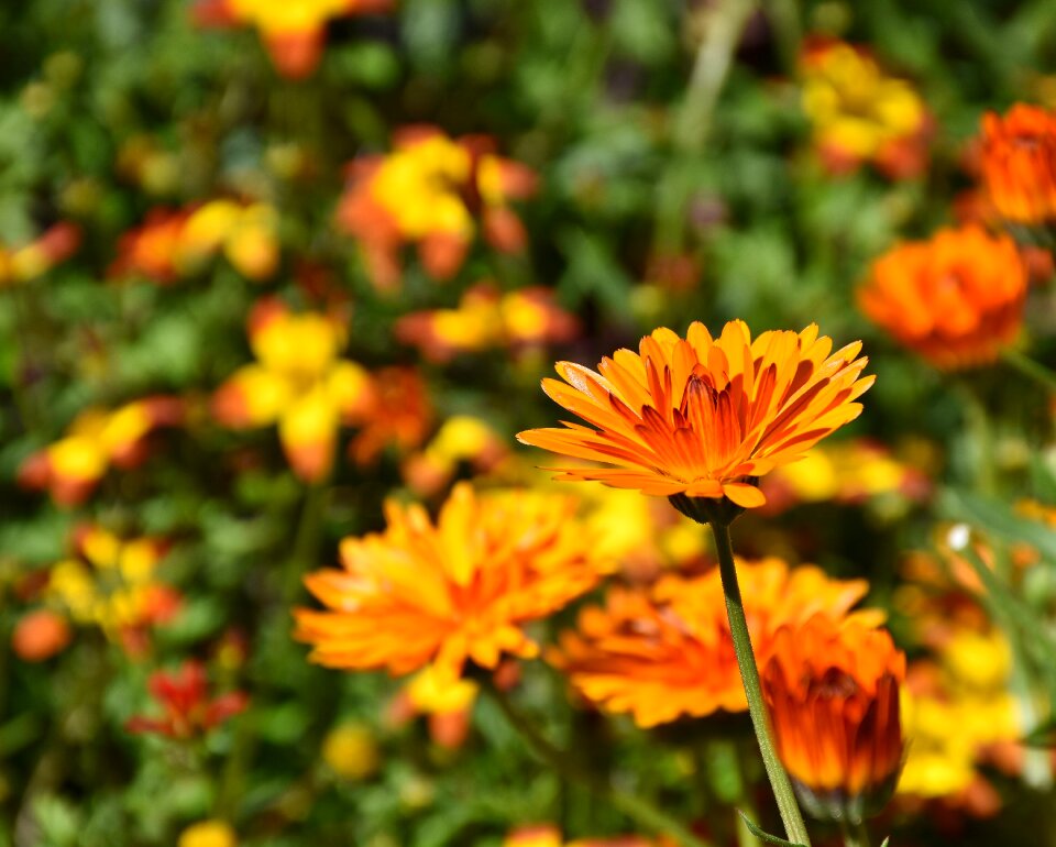 Colorful petals bloom