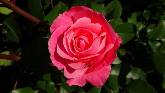 Love petals rose bloom