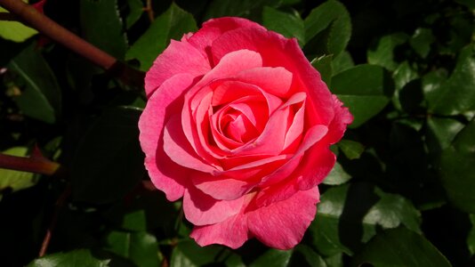 Love petals rose bloom photo