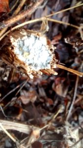 IMG_20161014_173102180 