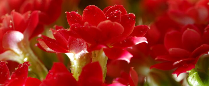 Drops potted purple photo