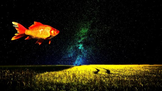 Fish surreal sky photo