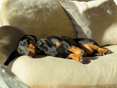 Animal sleeping sofa