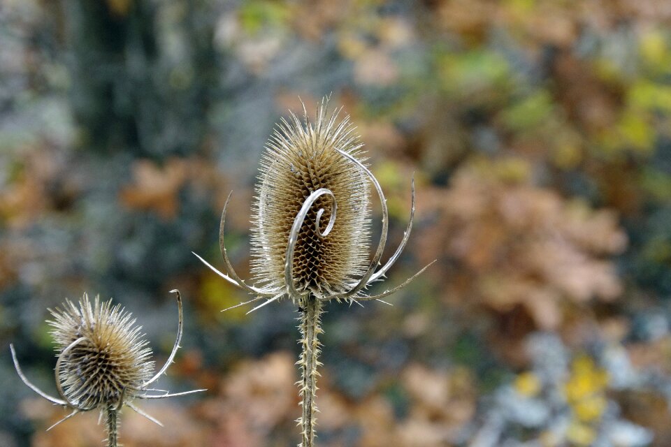 Dry civitella alfedena national park of abruzzo