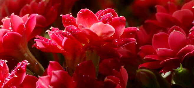 Drops potted purple