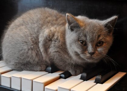 Kitten pets music