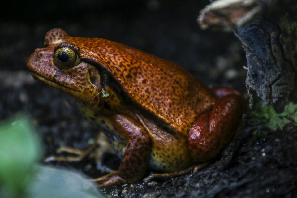 Nature water aquatic animal