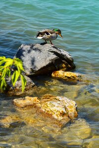 Hungary tihany water bird photo