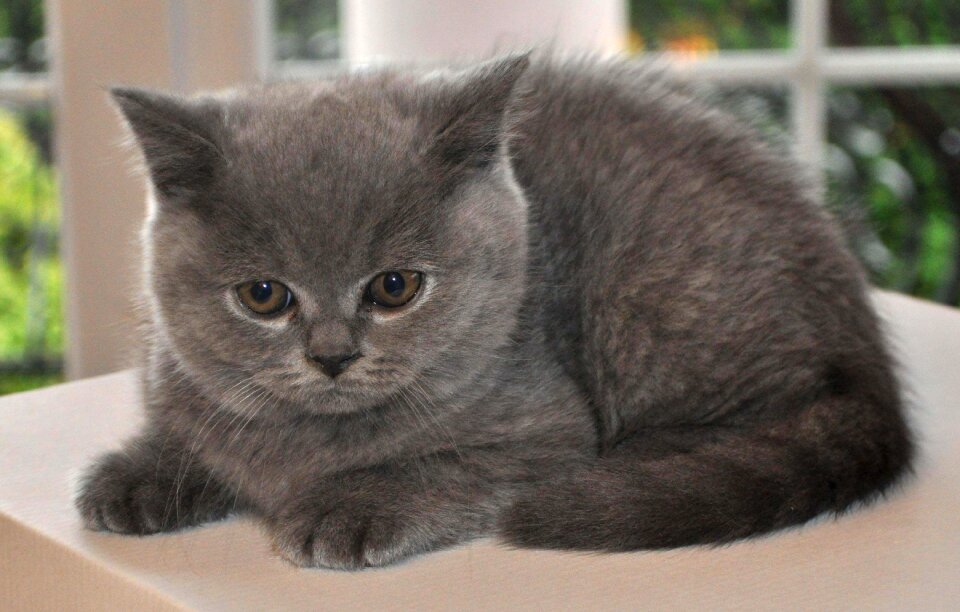Kitten tom-cat pets