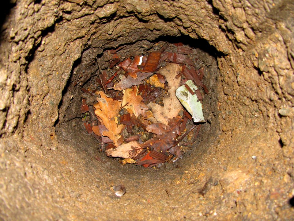 Hole in front yard 