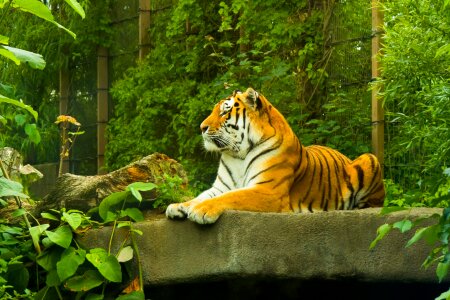 Amur tiger korkeasaari zoo
