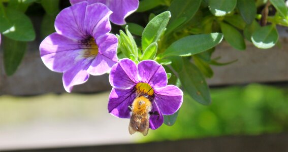 Insect pollination close up photo