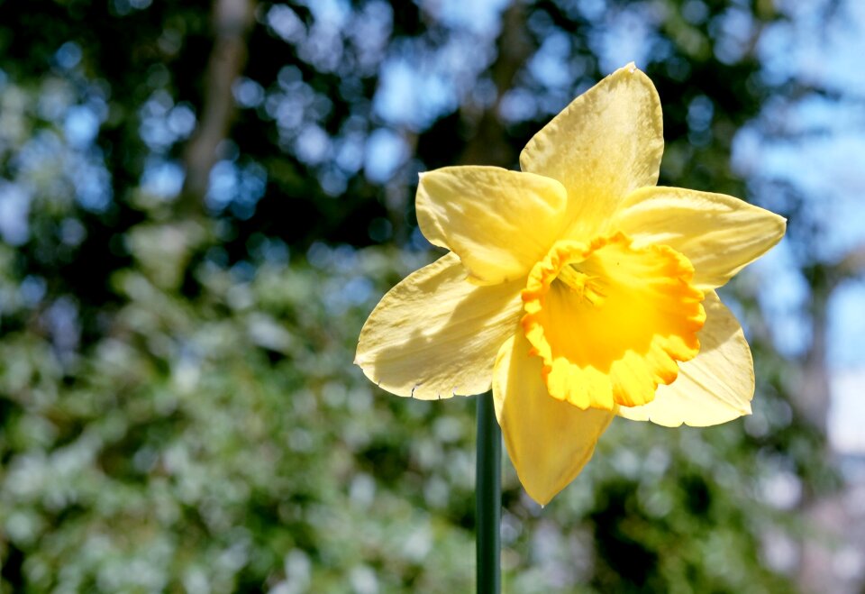 Yellow flower bright