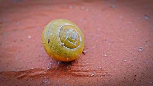 Snail shell mollusk reptile