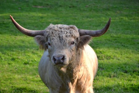 Highland cattle agriculture beef photo