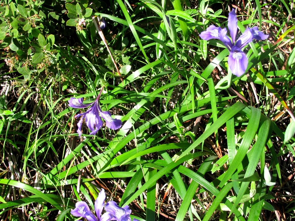 img_0260.jpg 