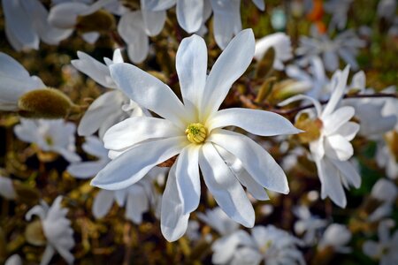 White blossom bloom photo