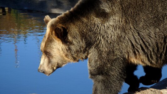 Grizzly bear canada wildlife photo