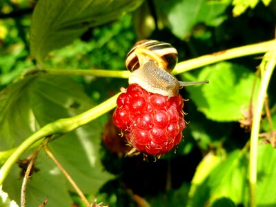 Snail shell slowly probe photo