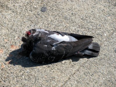 Headless pigeon photo
