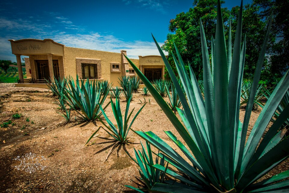 Guadalajara alcohol plant photo