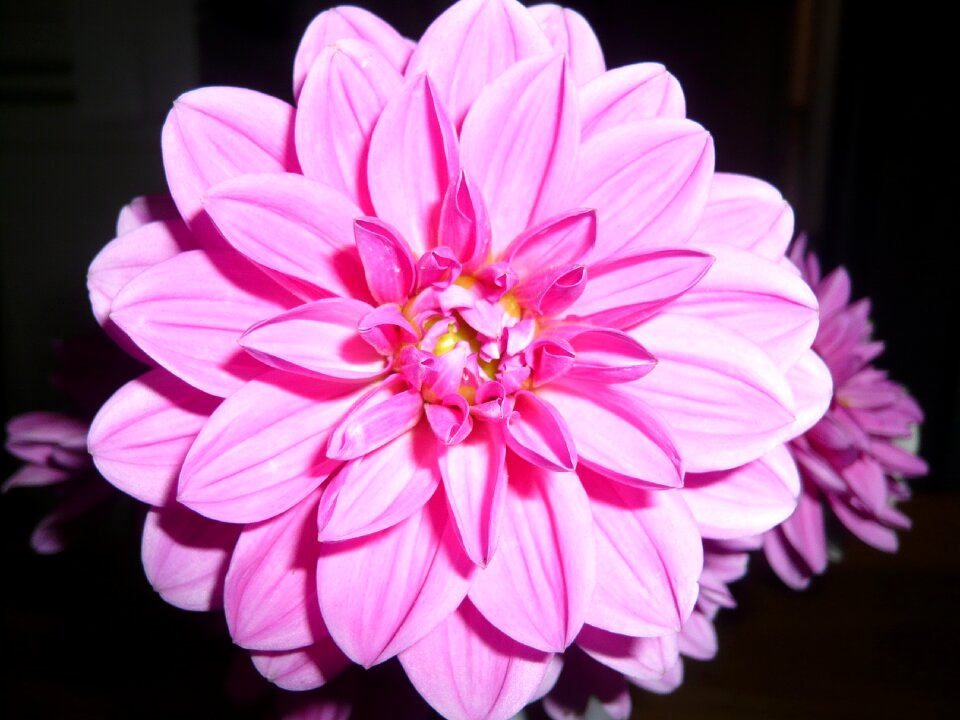 Dalia dahlias color photo