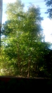 IMG_20170518_184334727 