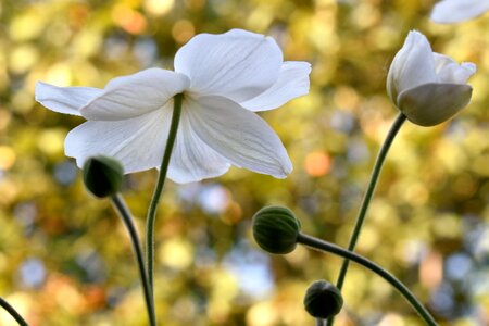 Bloom plant nature