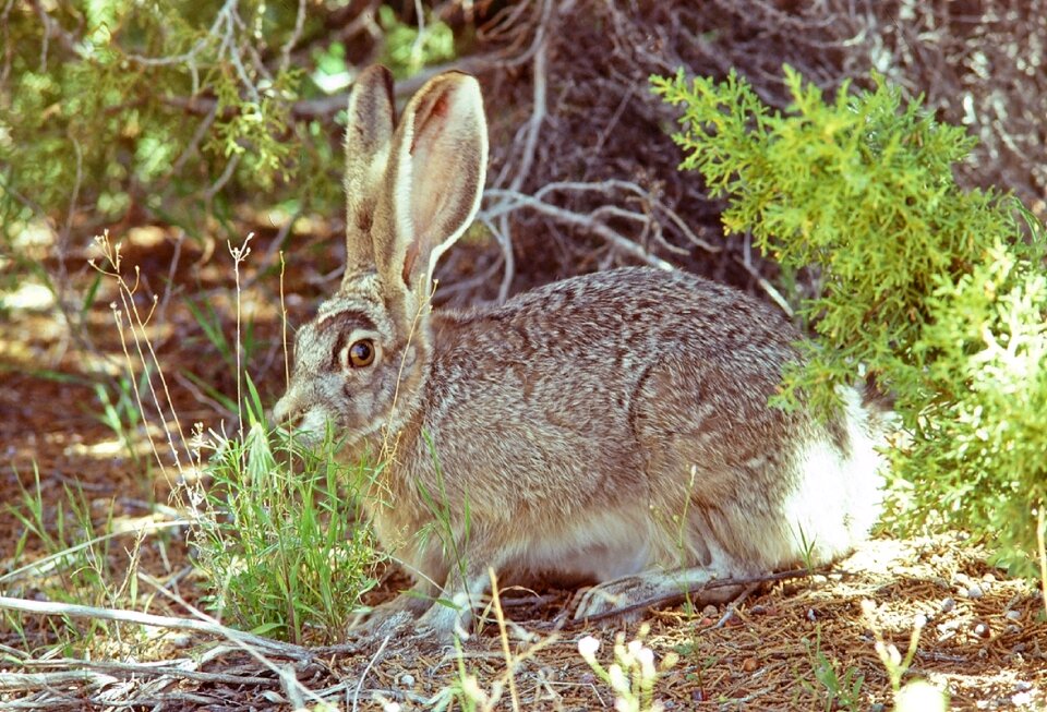 Wildlife portrait sitting