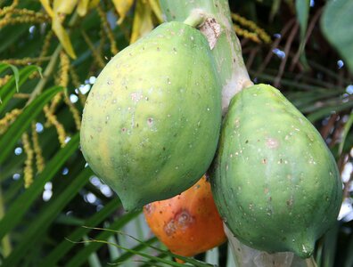Exotic exotic fruits fruit