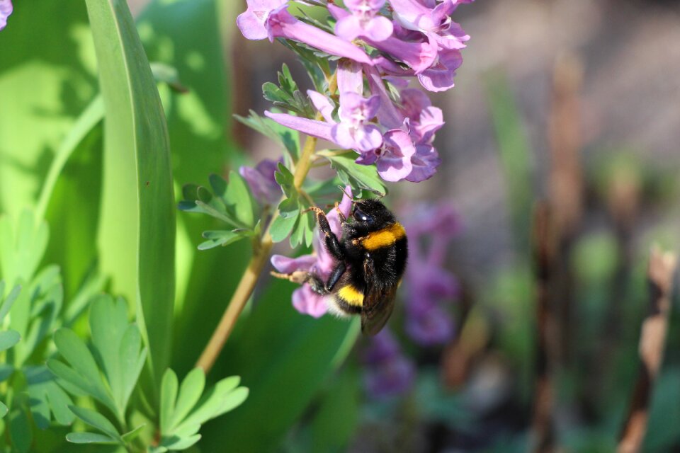 Bloom insect summer