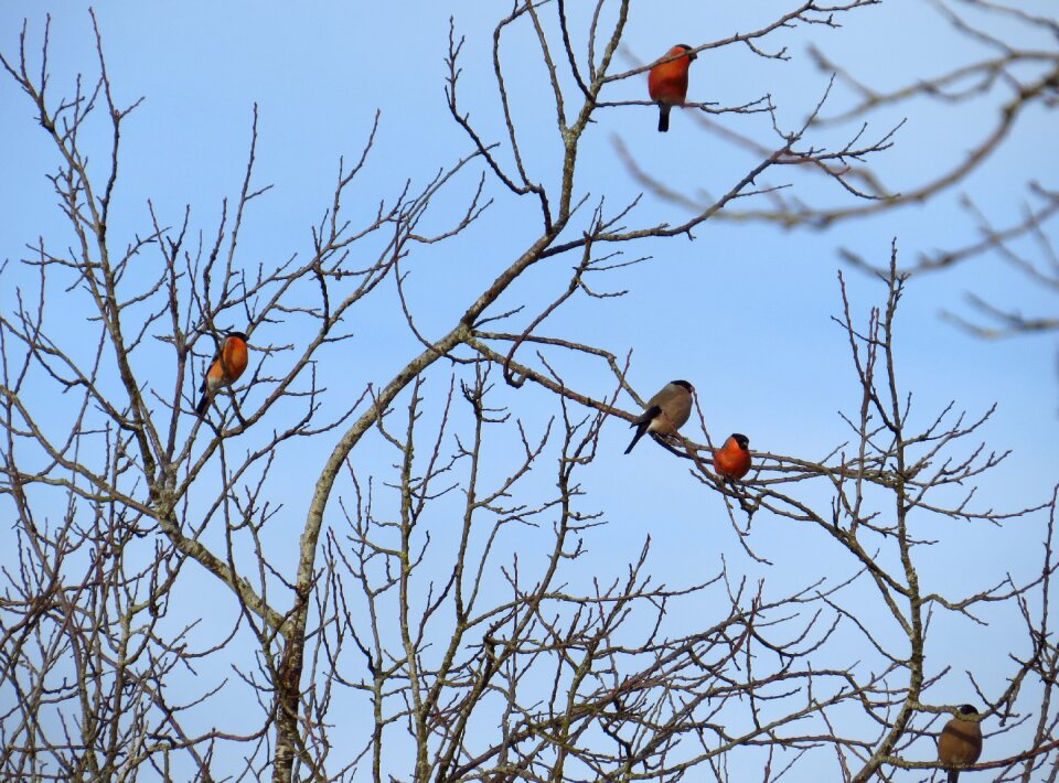 Birds gimpel tree