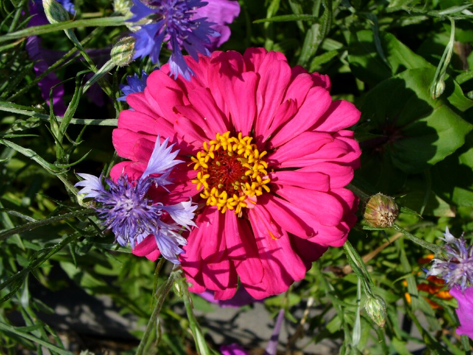 Flower foliage desktop