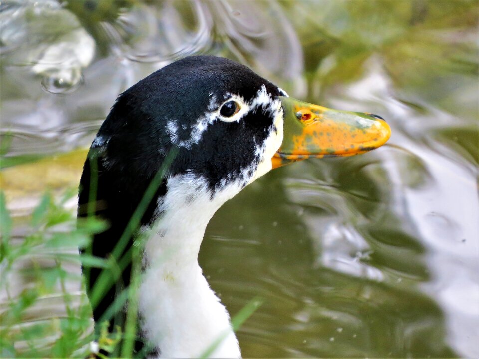 Close up wildlife nature
