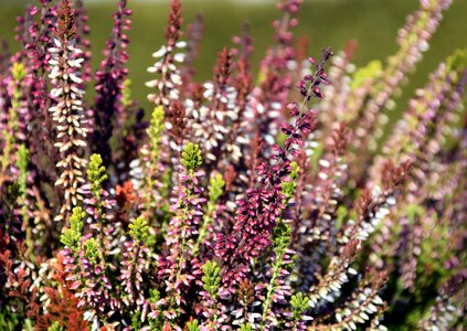 Heather flower bloom