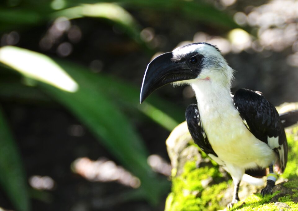 Nature wild ornithology
