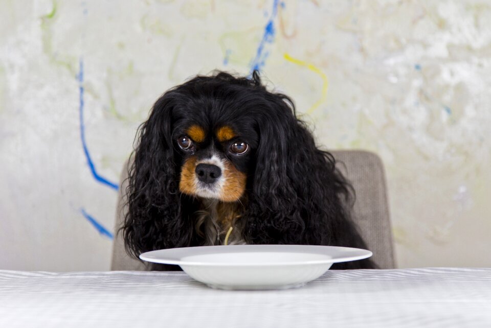 Dog purebred dog king charles spaniel