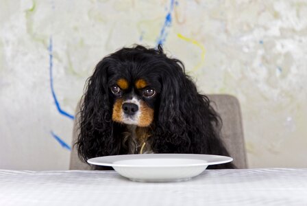 Dog purebred dog king charles spaniel