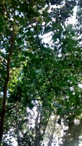 IMG_20170721_160612224 