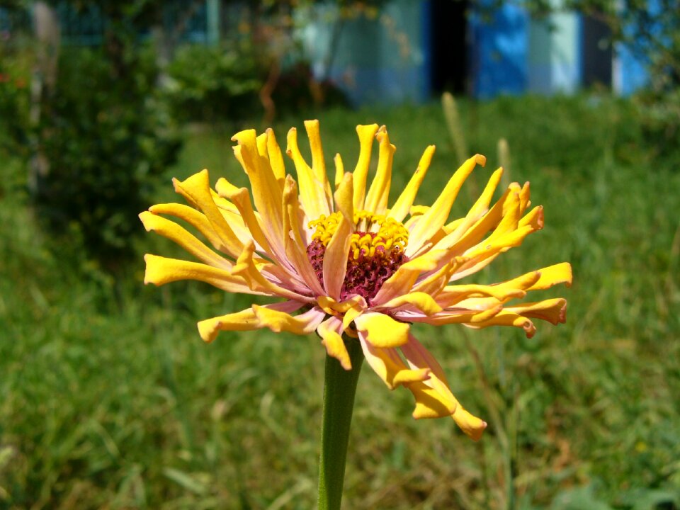 Flower background desktop